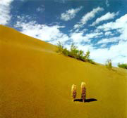 Kavir sivatagi tájkép